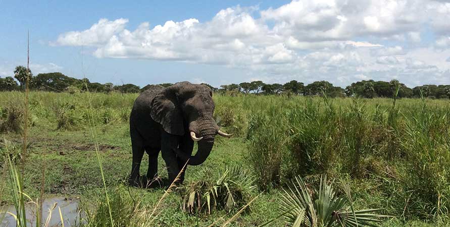 Elephants In Katonga Wildlife Reserve Elephants In Katonga Wildlife Reserve