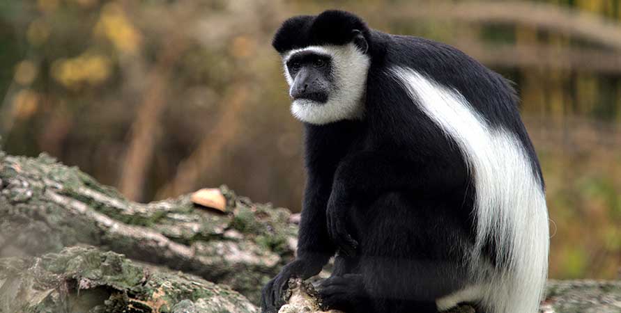 Colobus Monkey In Katonga Wildlife Reserve Colobus Monkey In Katonga Wildlife Reserve